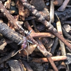 Iridomyrmex purpureus at Aranda, ACT - 18 Sep 2019