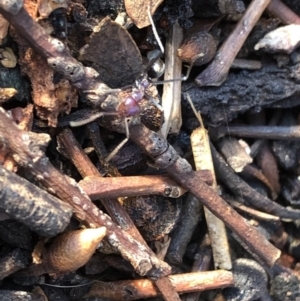 Iridomyrmex purpureus at Aranda, ACT - 18 Sep 2019