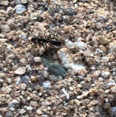 Camponotus sp. (genus) (A sugar ant) at Aranda, ACT - 18 Sep 2019 by Jubeyjubes