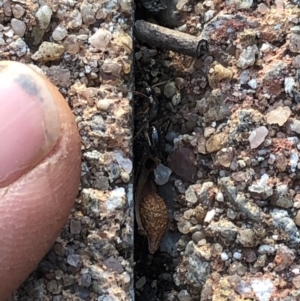 Camponotus sp. (genus) at Aranda, ACT - 18 Sep 2019