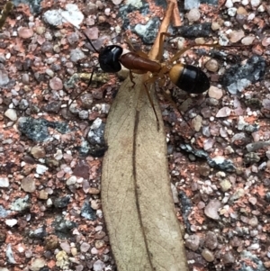 Camponotus consobrinus at Aranda, ACT - 18 Sep 2019