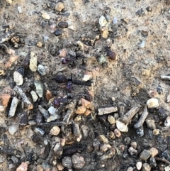 Iridomyrmex purpureus (Meat Ant) at Aranda, ACT - 18 Sep 2019 by Jubeyjubes