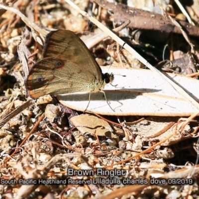 Hypocysta metirius (Brown Ringlet) at Ulladulla, NSW - 11 Sep 2019 by CharlesDove