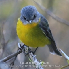 Eopsaltria australis (Eastern Yellow Robin) at Ulladulla, NSW - 10 Sep 2019 by CharlesDove