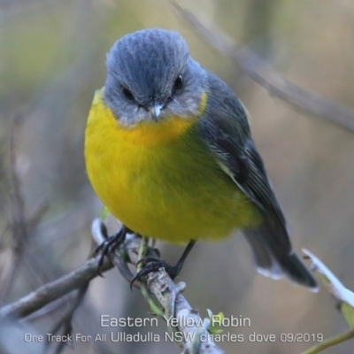 Eopsaltria australis (Eastern Yellow Robin) at Ulladulla, NSW - 10 Sep 2019 by CharlesDove