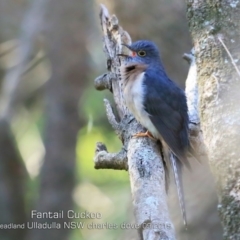 Cacomantis flabelliformis (Fan-tailed Cuckoo) at Ulladulla - Warden Head Bushcare - 10 Sep 2019 by CharlesDove