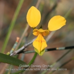 Diuris aurea (Golden Donkey Orchid) at Ulladulla, NSW - 11 Sep 2019 by CharlesDove