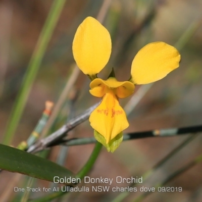 Diuris aurea (Golden Donkey Orchid) at Ulladulla, NSW - 11 Sep 2019 by CharlesDove