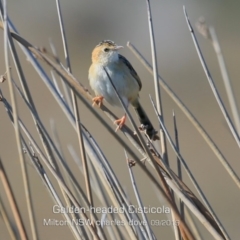 Cisticola exilis (Golden-headed Cisticola) at Milton, NSW - 14 Sep 2019 by CharlesDove