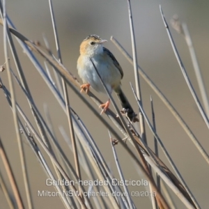 Cisticola exilis at Milton, NSW - 14 Sep 2019 12:00 AM