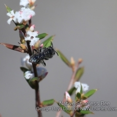 Tetragonula carbonaria (Stingless bee) at Tianjara, NSW - 6 Sep 2019 by CharlesDove