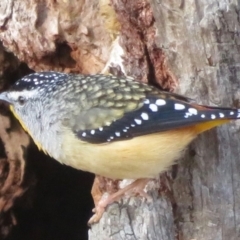 Pardalotus punctatus (Spotted Pardalote) at Symonston, ACT - 18 Sep 2019 by RobParnell