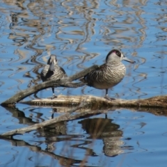 Malacorhynchus membranaceus (Pink-eared Duck) at Fyshwick, ACT - 25 Aug 2019 by RobParnell