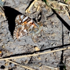 Vanessa kershawi (Australian Painted Lady) at Dolphin Point, NSW - 10 Sep 2019 by CharlesDove