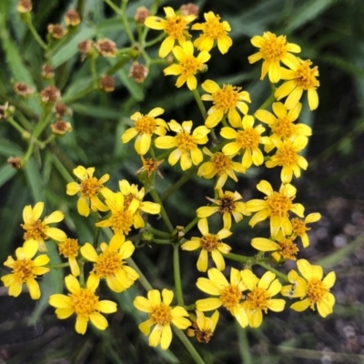 Senecio linearifolius (Fireweed Groundsel, Fireweed) at Tathra, NSW - 18 Jan 2019 by Illilanga