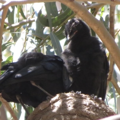 Corcorax melanorhamphos (White-winged Chough) at Barton, ACT - 14 Sep 2019 by RobParnell