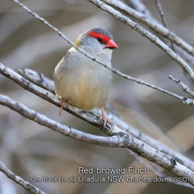 Neochmia temporalis (Red-browed Finch) at Ulladulla Reserves Bushcare - 11 Sep 2019 by Charles Dove