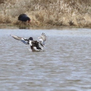 Spatula clypeata at Fyshwick, ACT - 16 Sep 2019