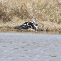 Spatula clypeata at Fyshwick, ACT - 16 Sep 2019