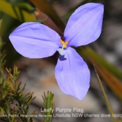 Patersonia glabrata (Native Iris) at Ulladulla, NSW - 10 Sep 2019 by CharlesDove