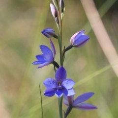 Thelymitra ixioides (Dotted Sun Orchid) at Ulladulla, NSW - 11 Sep 2019 by CharlesDove