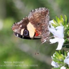 Vanessa itea (Yellow Admiral) at Ulladulla Reserves Bushcare - 9 Sep 2019 by Charles Dove