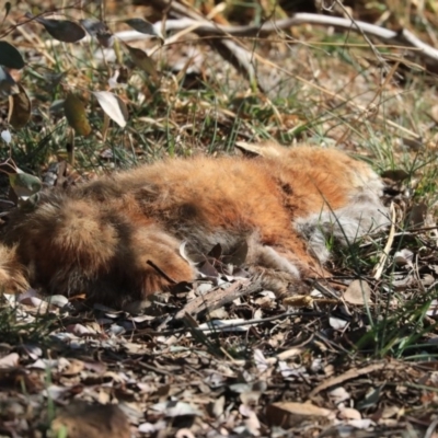 Vulpes vulpes (Red Fox) at Kingston, ACT - 15 Sep 2019 by Alison Milton