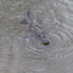 Ornithorhynchus anatinus (Platypus) at Bega, NSW - 18 Sep 2019 by MatthewHiggins