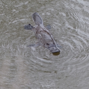 Ornithorhynchus anatinus at Bega, NSW - 18 Sep 2019 10:41 AM