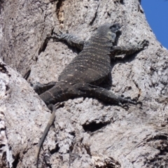 Varanus varius (Lace Monitor) at Black Range, NSW - 18 Sep 2019 by MatthewHiggins