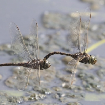 Anax papuensis (Australian Emperor) at Gungahlin, ACT - 16 Sep 2019 by AlisonMilton