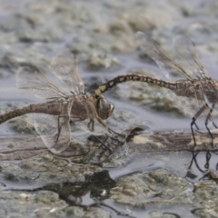 Anax papuensis at Gungahlin, ACT - 16 Sep 2019 01:43 PM