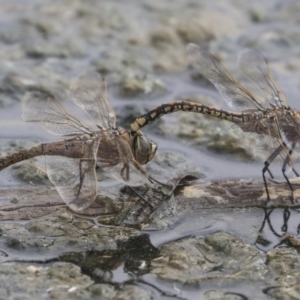 Anax papuensis at Gungahlin, ACT - 16 Sep 2019 01:43 PM