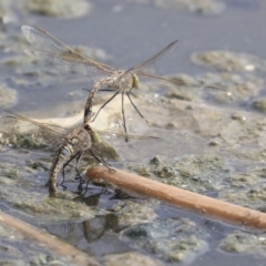 Anax papuensis at Gungahlin, ACT - 16 Sep 2019 01:43 PM