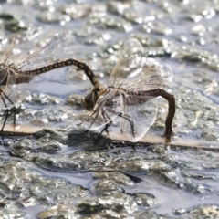 Anax papuensis at Gungahlin, ACT - 16 Sep 2019 01:43 PM