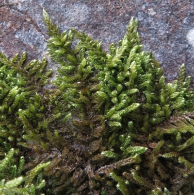 Unidentified Moss, Liverwort or Hornwort at Paddys River, ACT - 1 Sep 2019 by RobParnell
