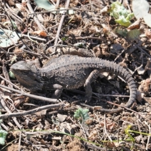 Pogona barbata at Deakin, ACT - suppressed