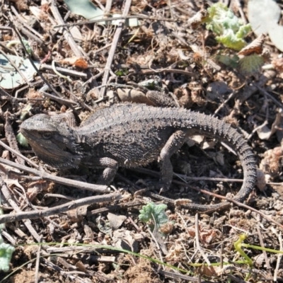 Pogona barbata (Eastern Bearded Dragon) at Deakin, ACT - 18 Sep 2019 by JackyF