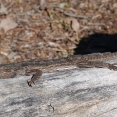 Pogona barbata at Deakin, ACT - suppressed