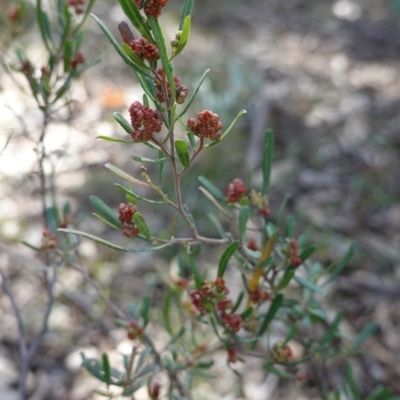 Dodonaea viscosa (Hop Bush) at Deakin, ACT - 18 Sep 2019 by JackyF