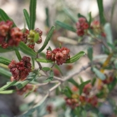 Dodonaea viscosa at Deakin, ACT - 18 Sep 2019 10:46 AM