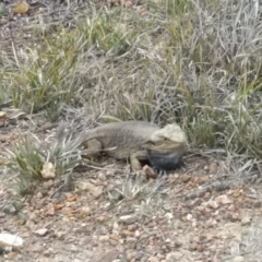 Pogona barbata (Eastern Bearded Dragon) at Bruce Ridge to Gossan Hill - 18 Sep 2019 by simonkel