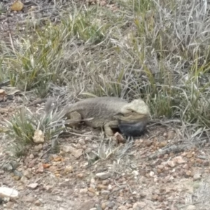 Pogona barbata at Bruce, ACT - suppressed