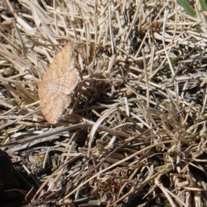 Scopula rubraria at Deakin, ACT - 18 Sep 2019