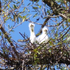 Ardea alba (Great Egret) at Bega, NSW - 15 Feb 2019 by MatthewHiggins