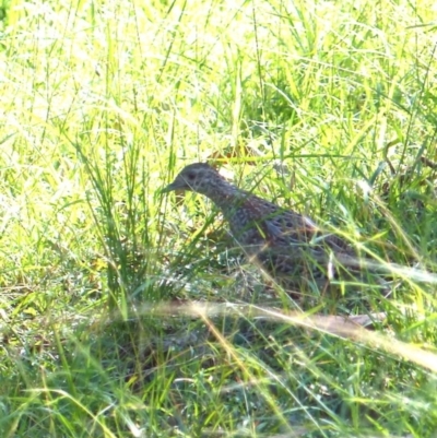 Turnix varius (Painted Buttonquail) at Black Range, NSW - 16 Apr 2019 by MatthewHiggins