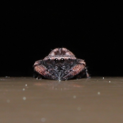 Simaetha sp. (genus) (Unidentified Brown jumper) at Acton, ACT - 18 Sep 2019 by TimL