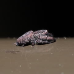 Simaetha sp. (genus) at Acton, ACT - 18 Sep 2019