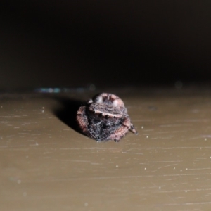 Simaetha sp. (genus) at Acton, ACT - 18 Sep 2019