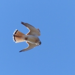 Falco cenchroides (Nankeen Kestrel) at Black Range, NSW - 11 Sep 2019 by MatthewHiggins